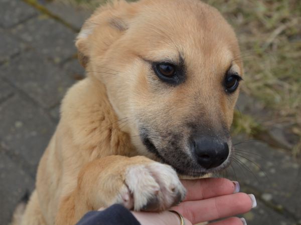 «Водоканал» помог обрести дом пяти щенкам в Калининграде