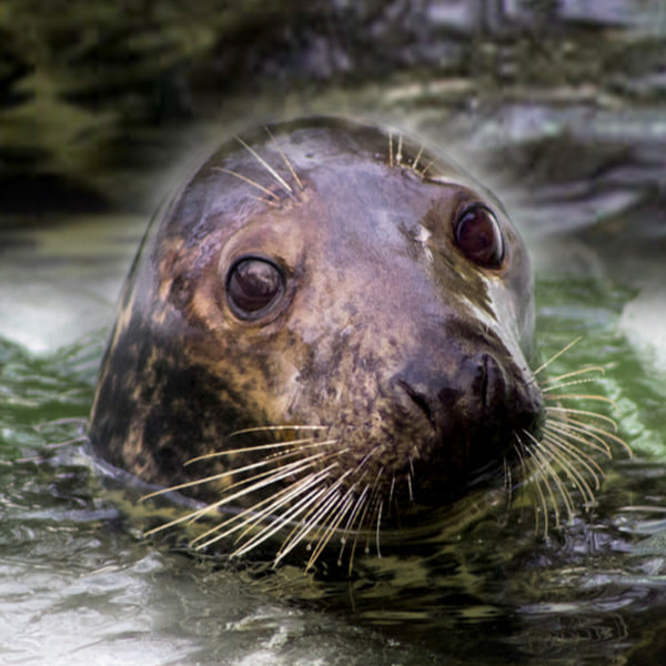 Курс на поддержание биоразнообразия: "Водоканал" взял под опеку Балтийского тюленя