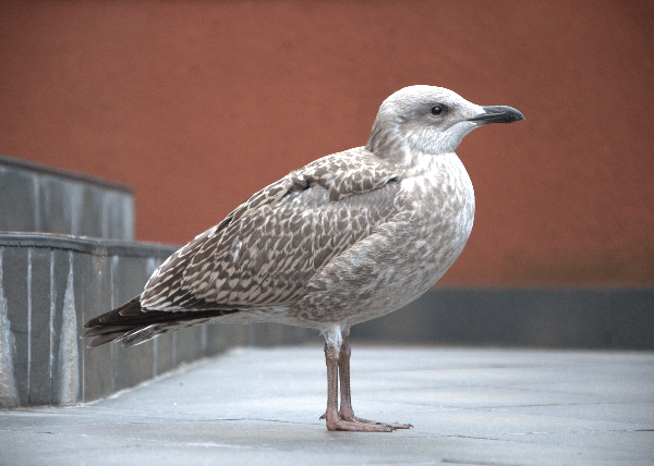 Птенец серебристой чайки в музее «Водоканала»
